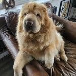 Un Bull Pei sur un canapé et semblant détendu 