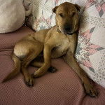 Un Bull Pei sur un canapé et portant un collier autour du cou