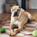 Un Bull Pei sur un tapis et regardant vers la caméra 