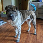 Un Bull Pei sur un plancher et regardant vers la caméra 