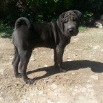 Un Bull Pei sur une surface sableuse et semblant détendu