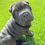 Un Bull Pei sur une surface gazonnée et semblant détendu