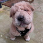Un Bull Pei assis sur une surface bétonnée et portant un harnais 