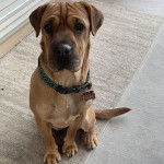 Un Bull Pei assis sur un tapis et portant un collier autour du cou
