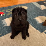 Un Bull Pei assis sur un tapis et regardant vers la caméra 