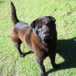 Un Bull Pei sur un terrain herbeux et semblant détendu 