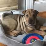 Un Bull Pei allongé dans un panier et regardant vers la caméra 