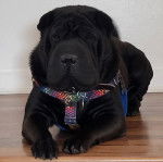 Un Bull Pei allongé sur un plancher et portant un harnais 