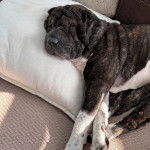 Un Bull Pei allongé sur un canapé et regardant vers la caméra 