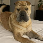 Un Bull Pei allongé sur un lit et regardant vers la caméra 