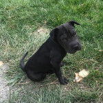 Un Bull Pei assis sur un terrain herbeux et regardant vers la caméra 