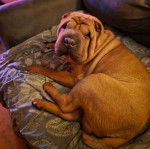 Un Bull Pei allongé et semblant détendu 