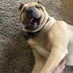 Un Bull Pei allongé sur une moquette et portant un collier autour du cou