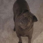 Un Bull Pei sur une moquette et semblant détendu