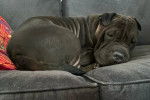 Un Bull Pei allongé sur un canapé et semblant détendu
