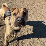 Un Bull Pei sur une surface sableuse et portant un harnais 