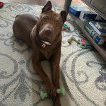 Un Bull Pei allongé sur un tapis et portant un collier autour du cou