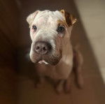 Un Bull Pei assis sur un sol carrelé et semblant détendu