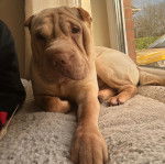 Un Bull Pei allongé et regardant vers la caméra 