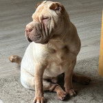 Un Bull Pei assis sur un tapis et semblant détendu 