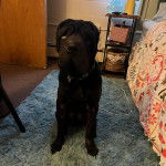 Un Bull Pei assis sur un tapis et portant un collier autour du cou 