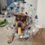 Un Bull Pei allongé et portant un carcan 