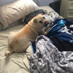 Un Bull Pei allongé sur un lit et regardant vers la caméra 