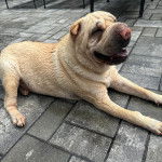 Un Bull Pei allongé sur un sol pavé et semblant détendu 