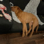 Un Bull Pei allongé sur un canapé et semblant dormir 