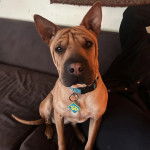 Un Bull Pei assis sur un canapé et portant un collier autour du cou