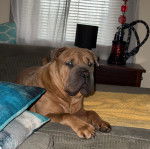 Un Bull Pei allongé sur un canapé et semblant détendu