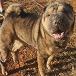 Un Bull Pei sur un terrain herbeux et qui est tenu en laisse 