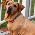 Un Bull Pei assis et portant un collier autour du cou