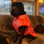 Un Bull Pei assis sur un canapé et portant un habit pour chien 