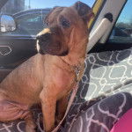 Un Bull Pei assis sur le siège d'une voiture et qui est tenu en laisse 