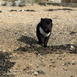 Un Bull Pei marchant sur une surface rocailleuse et portant un harnais 