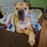 Un Bull Pei allongé sur un canapé et semblant détendu 