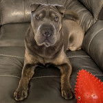 Un Bull Pei allongé sur un canapé et semblant détendu 