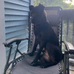 Un Bull Pei assis sur une chaise et semblant détzndu