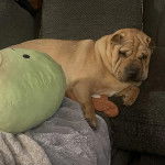 Un Bull Pei allongé sur un canapé et semblant détendu 