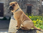 Un Bull Pei assis et portant un collier autour du cou