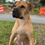 Un Bull Pei assis sur un terrain herbeux et semblant détendu