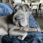 Un Bull Pei allongé sur un canapé et semblant détendu