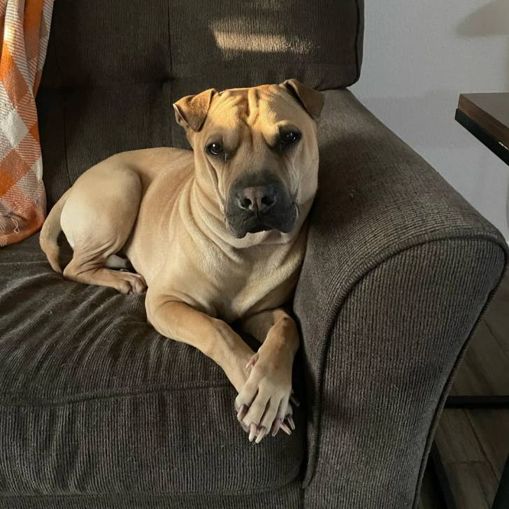 Un Bull Pei allongé sur un canapé et regardant vers la caméra 