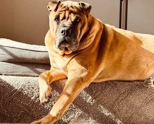 Un Bull Pei allongé sur un canapé et regardant vers la caméra 