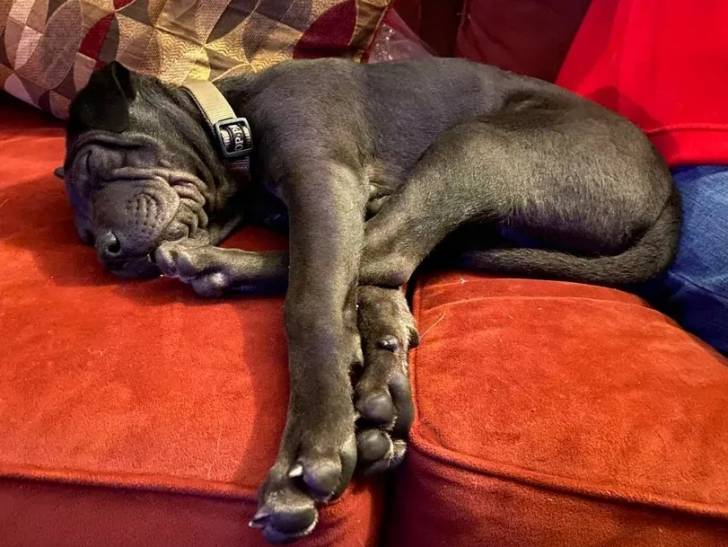 Un Bull Pei allongé sur un canapé et portant un collier autour du cou