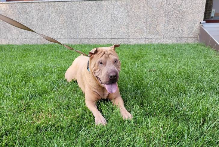 Un Bull Pei tirant la langue et qui est tenu en laisse 