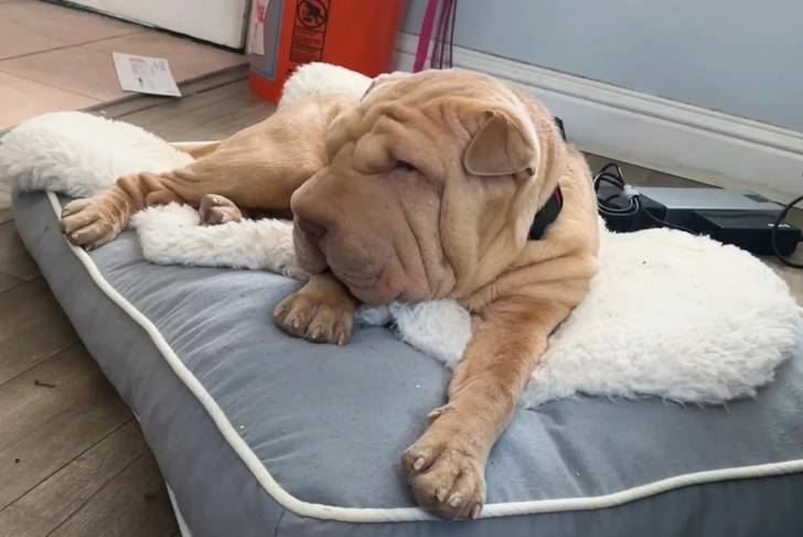 Un Bull Pei allongé sur un lit pour chien et portant un collier autour du cou