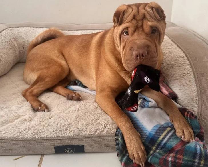 Un Bull Pei allongé dans un panier et ayant une chaussette dans sa gueule 