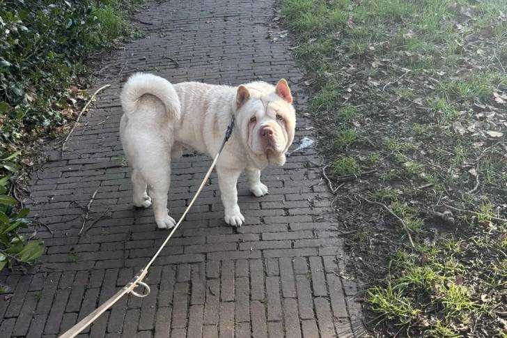 Un Bull Pei sur un sol pavé et qui est tenu en laisse 